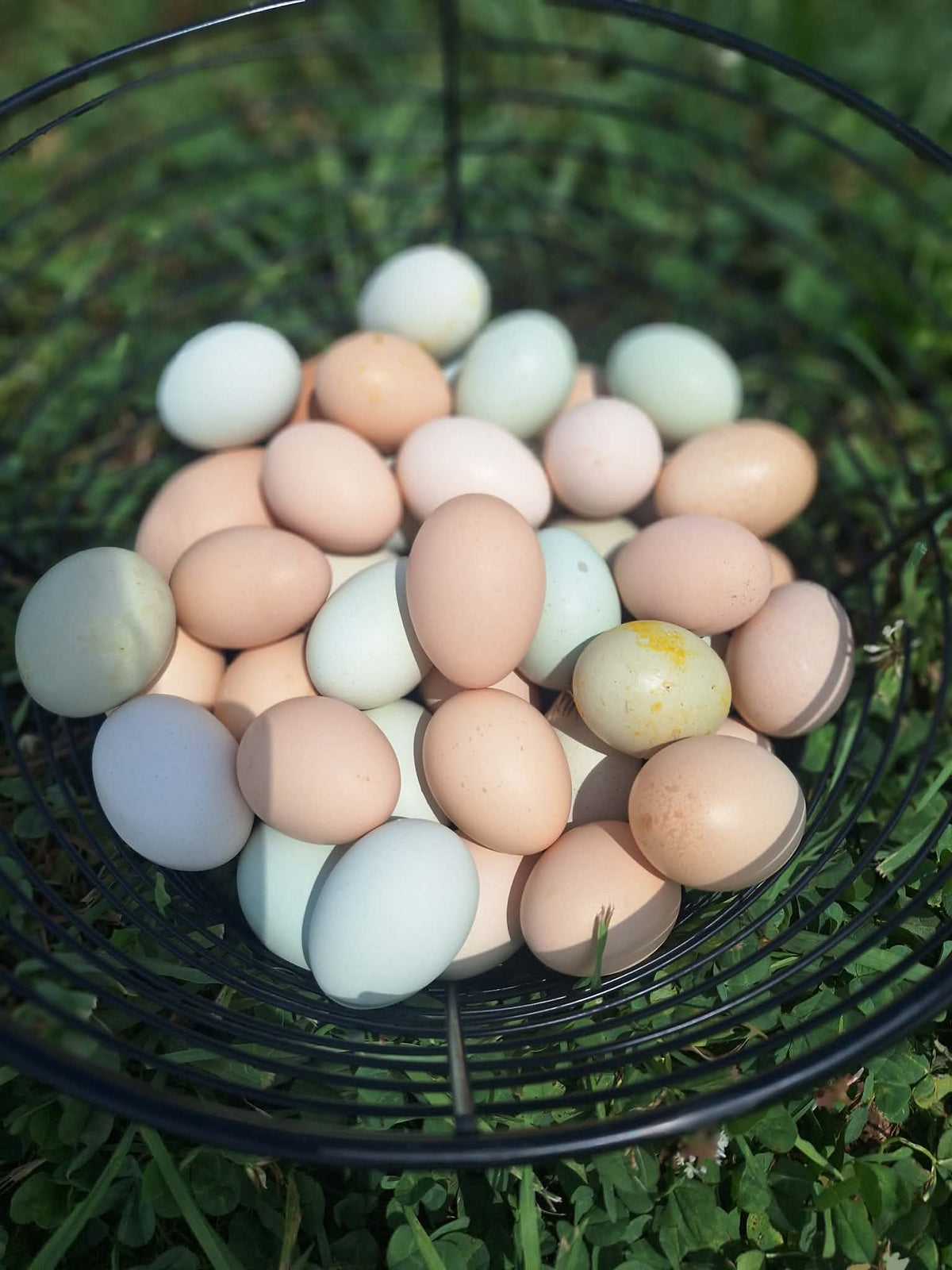 Farm Fresh Eggs